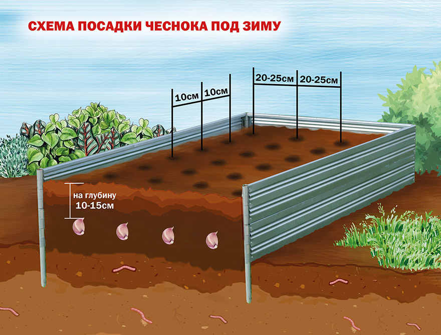 Схема посадки чеснока осенью под зиму