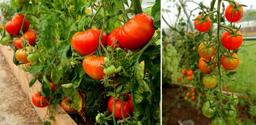 Как и чем удобрять тепличные томаты
