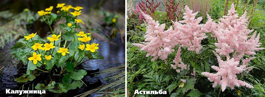 влаголюбивые многолетники