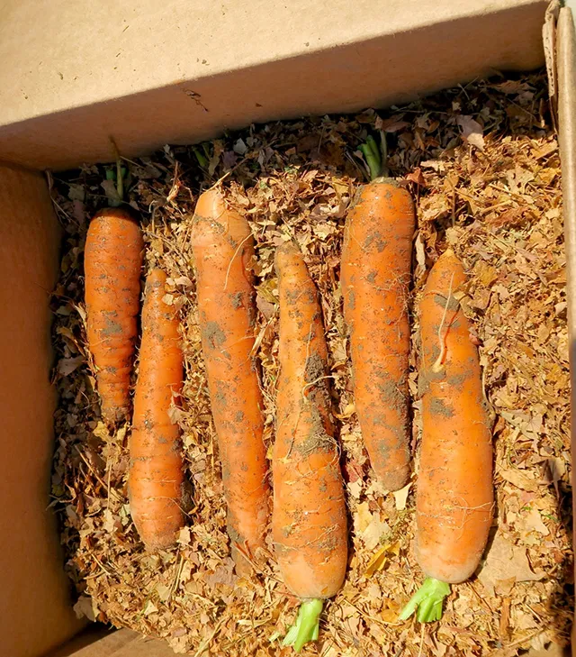 как лучше хранить морковь