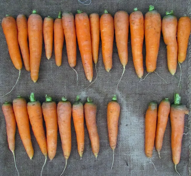 Как подготовить к хранению морковь?