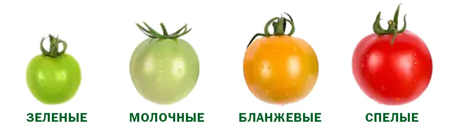 Стадии созревания томатов 2